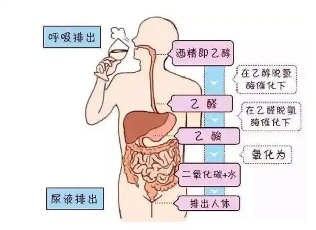 酒后多久可以开车，喝完一瓶啤酒后多久可以开车